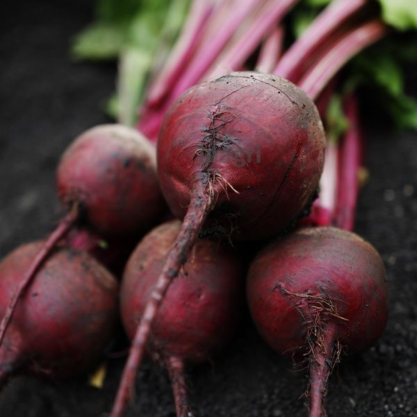 0312_Kestrel_Beets__96933