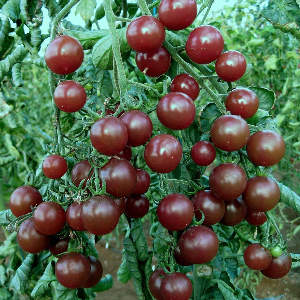 0312_Kestrel_Beets__96933