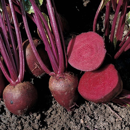 0312_Kestrel_Beets__96933