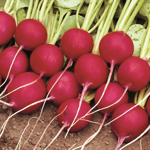 0312_Kestrel_Beets__96933
