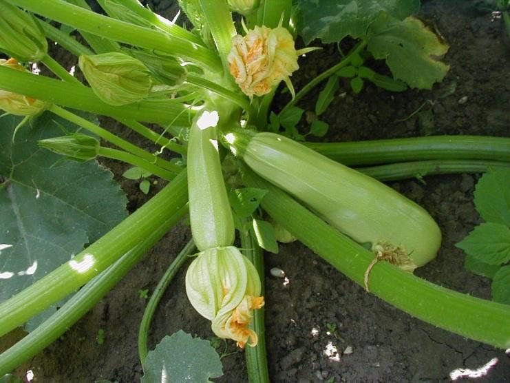 0312_Kestrel_Beets__96933