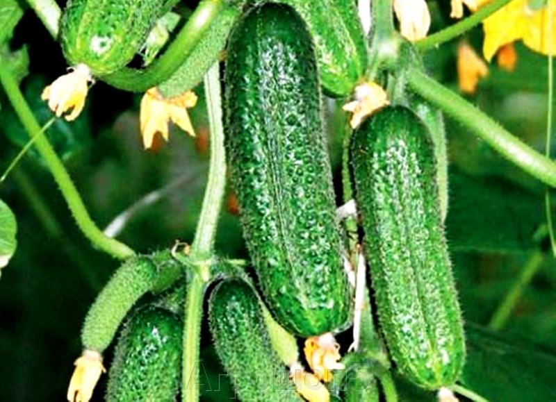 0312_Kestrel_Beets__96933