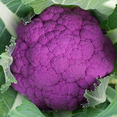 0312_Kestrel_Beets__96933