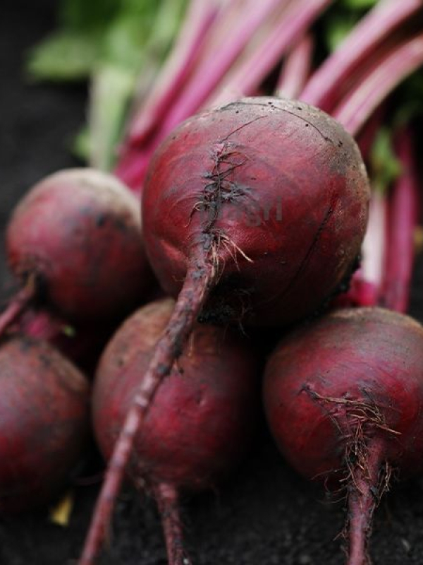 0312_Kestrel_Beets__96933
