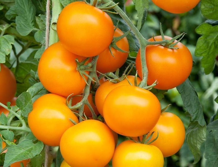 0312_Kestrel_Beets__96933