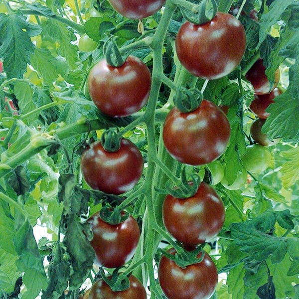 0312_Kestrel_Beets__96933