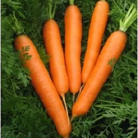 0312_Kestrel_Beets__96933