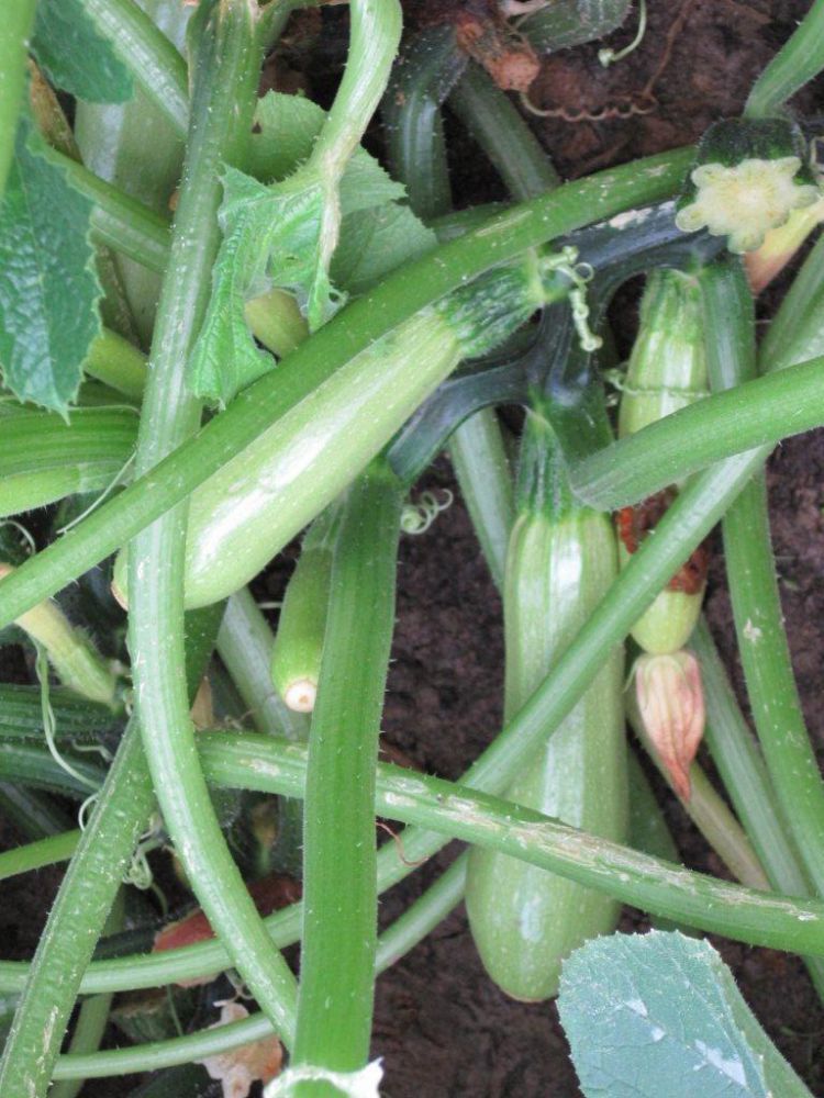 0312_Kestrel_Beets__96933